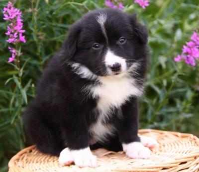 Border Collie Puppies on Cute Border Collie Puppies For Free Adoption 4c3f1247b4993d27d2000e3f9